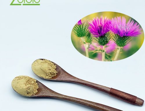 Milk Thistle Extract Supplier